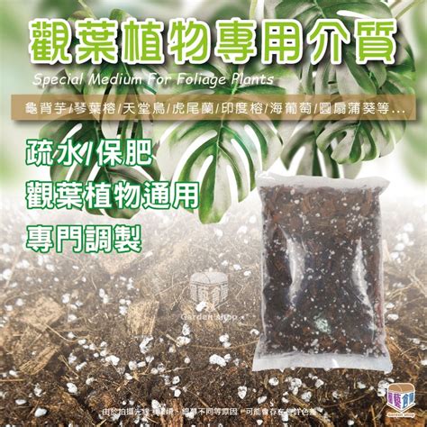 虎尾蘭泥土|虎尾蘭用什麼土種植？椰塊混泥炭土打造健康生長的完美環境